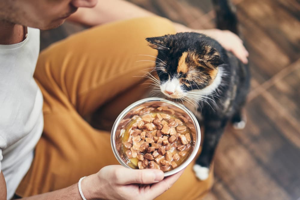 Owner feeding cat bowl of food