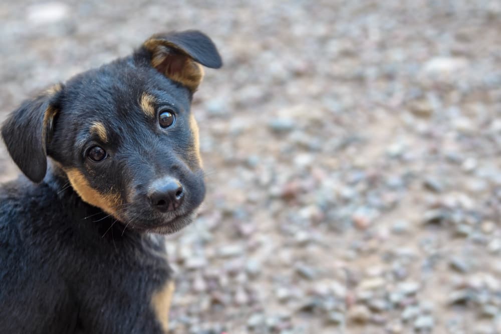Sweet black and brown puppy very cute