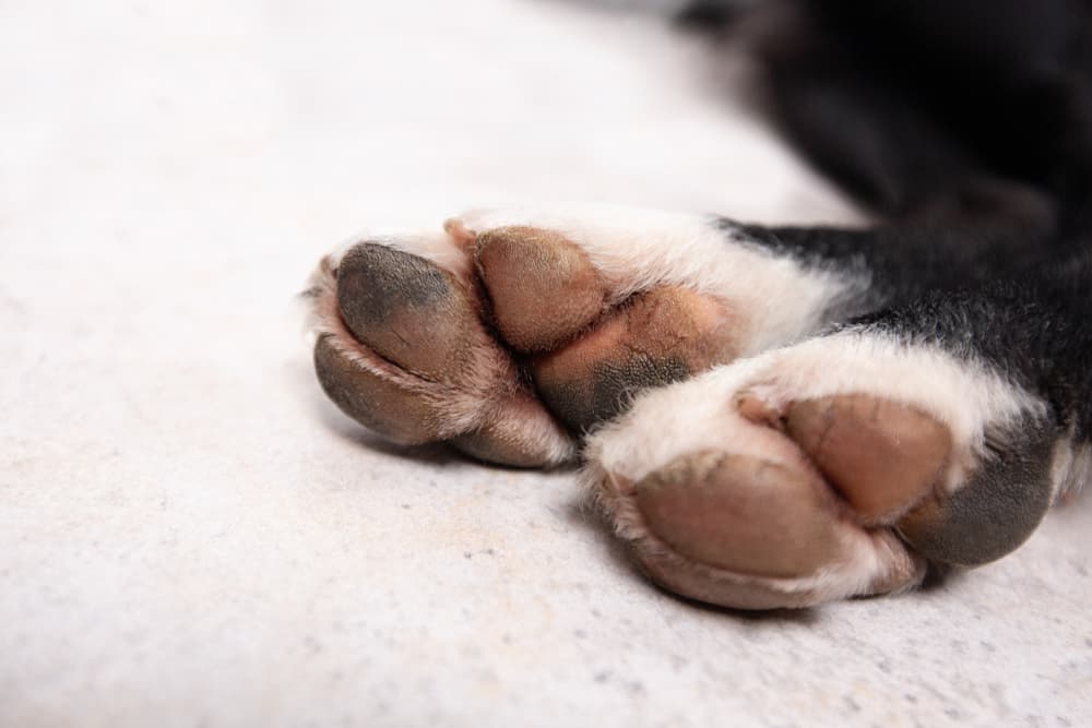 Close up of dry cracked dog paws