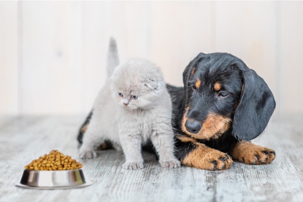 Cat and dog by bowls of food