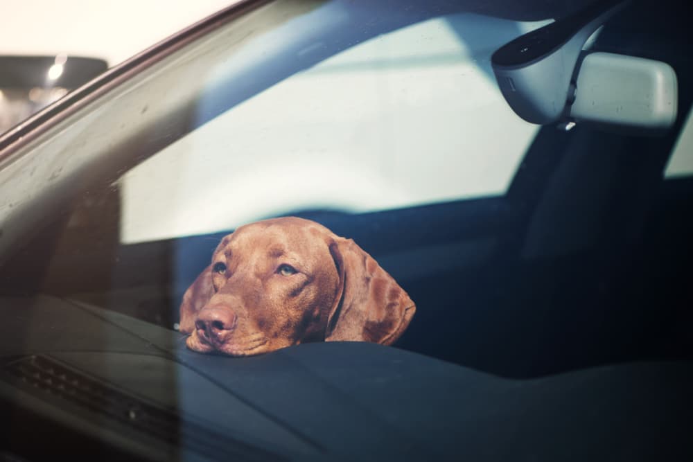 Dog looking sad sitting in the car alone - dog car anxiety