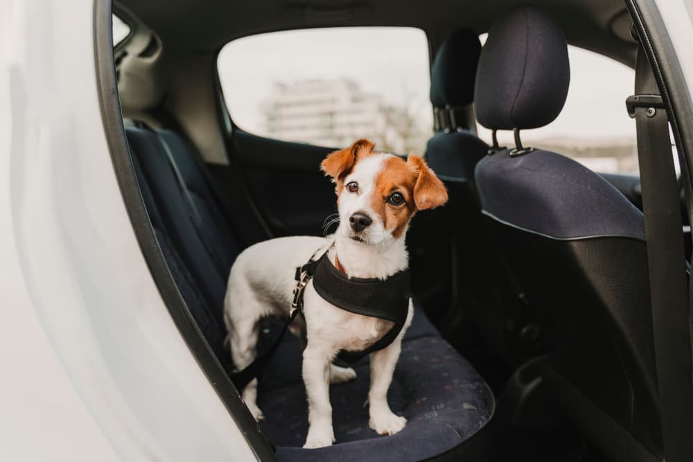 Dog seatbelt in backseat of car