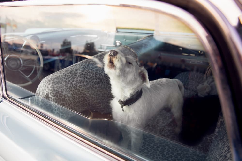 Dog whining in the car