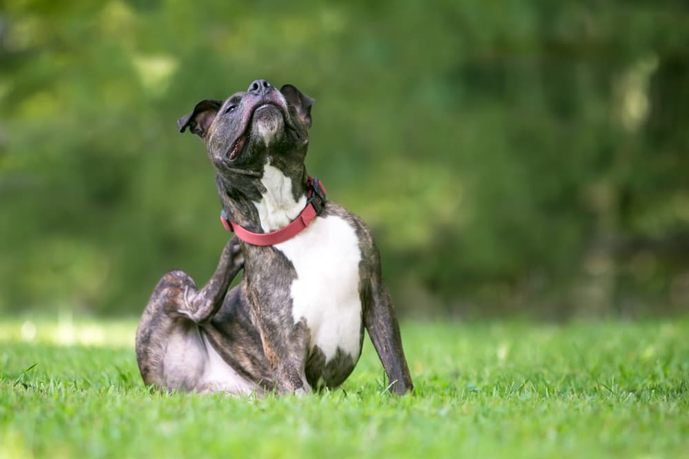 Flea Allergy in Dogs