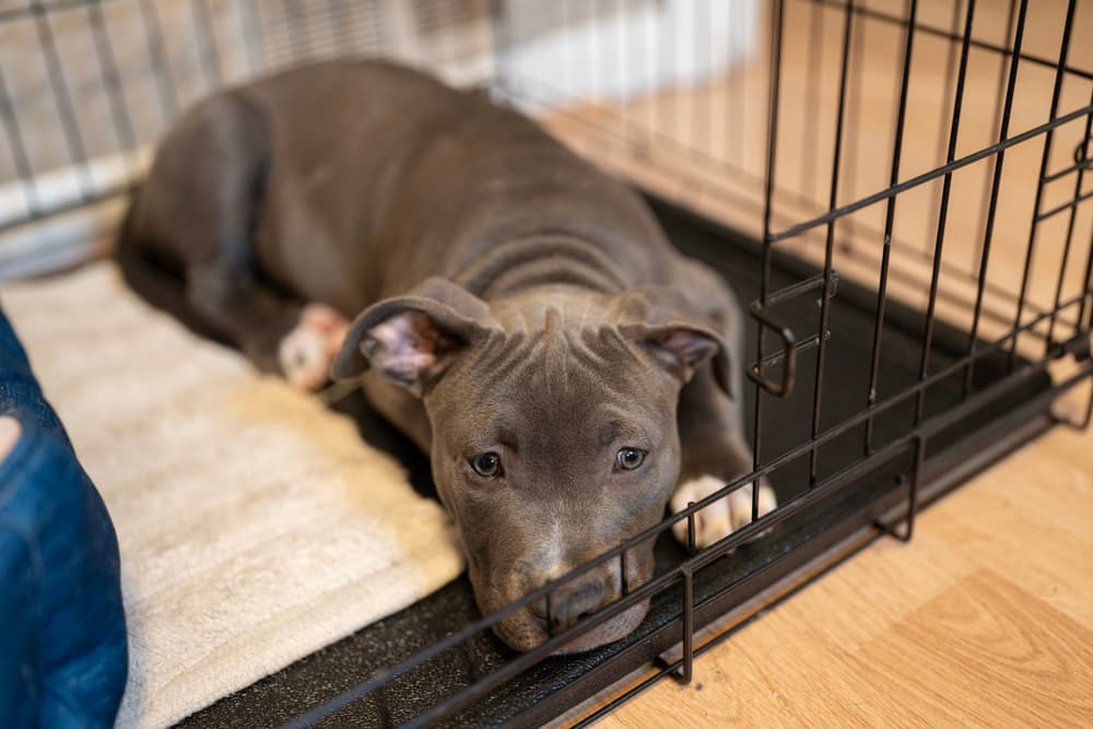 Happy dog in crate laying down very cozy