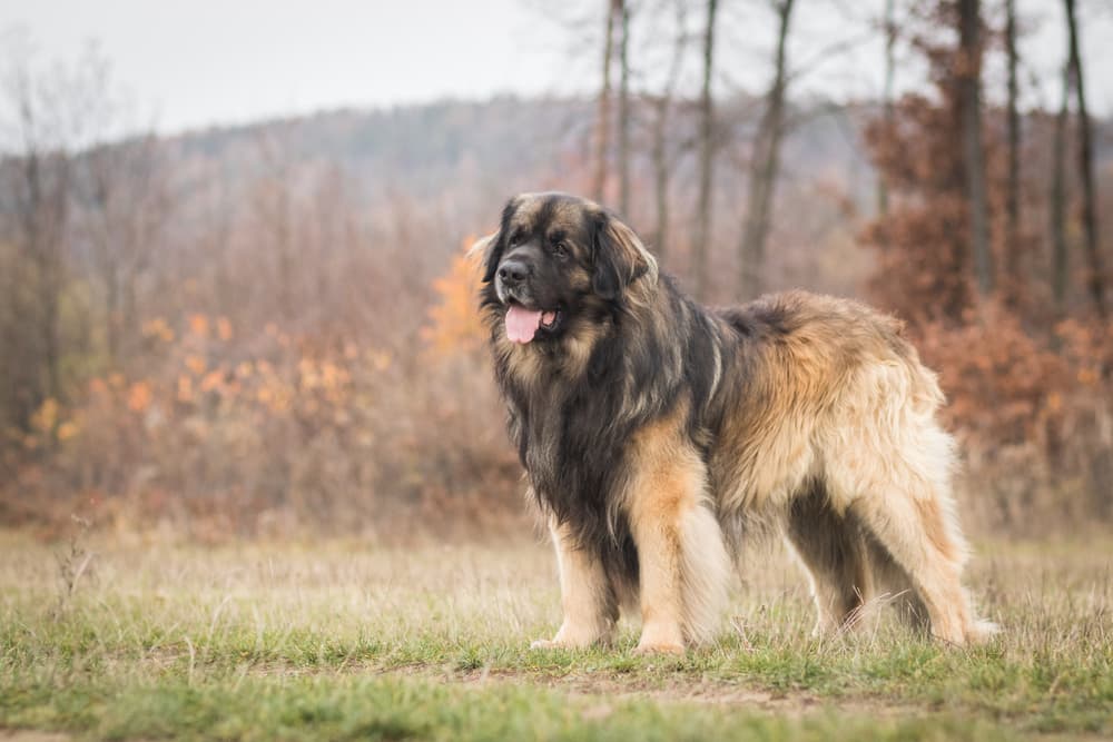 adorable portrait of amazing healthy and happy young leonberger in the forest