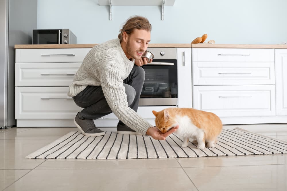 Cat eating small treat in kitchen