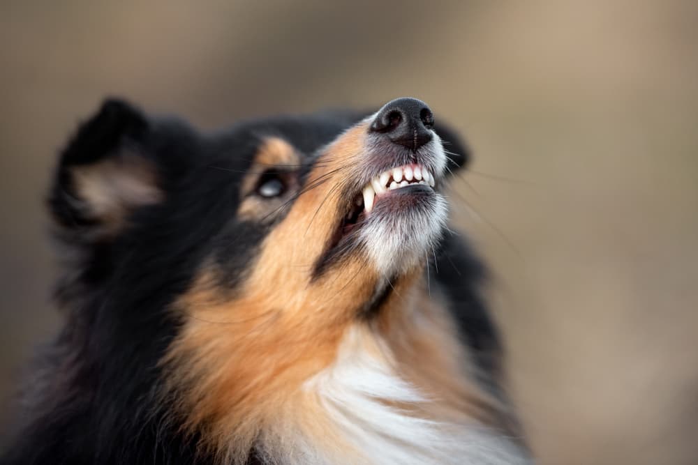 Dog bearing teeth at camera looking angry
