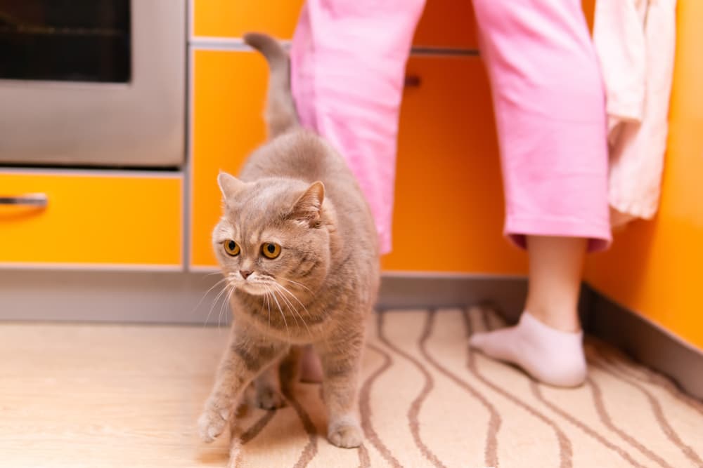 Cat in kitchen with owner