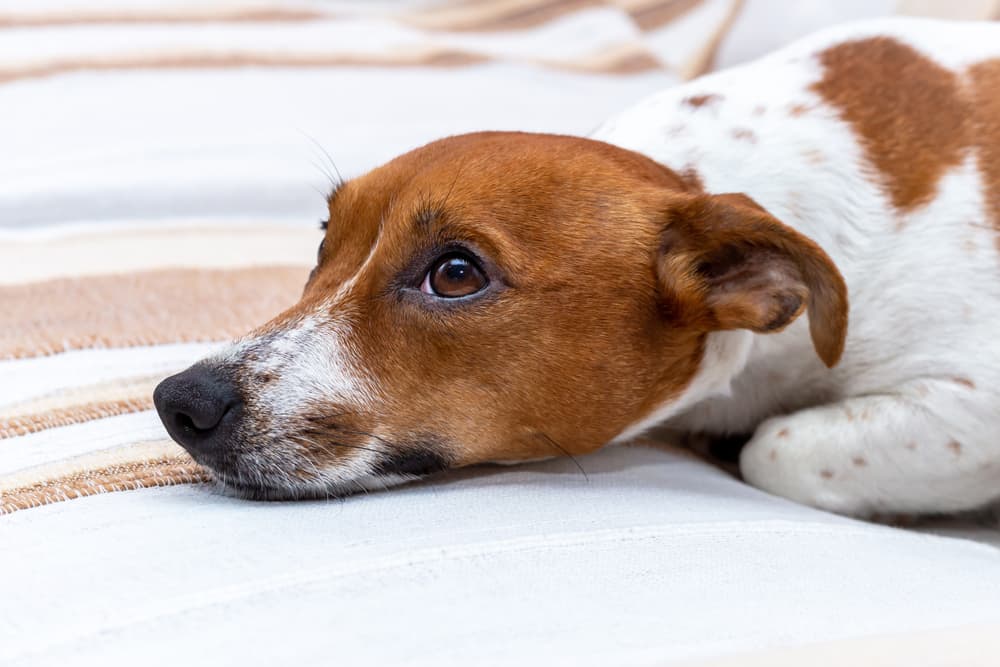 Dog laying on a blanket looking sad