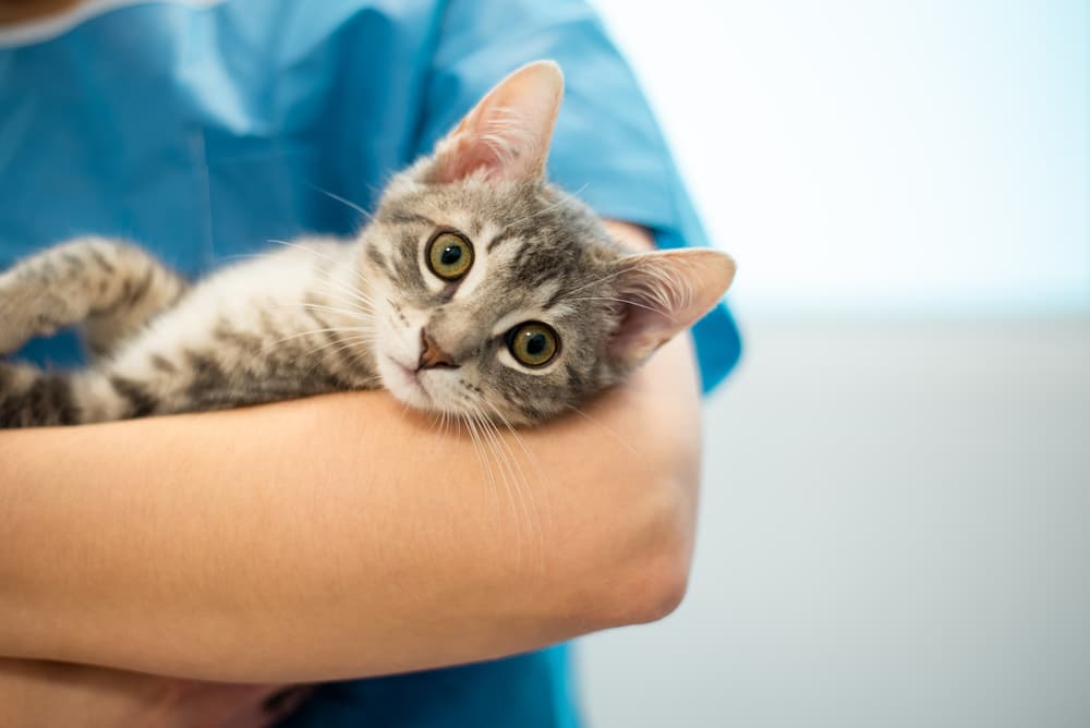 Sweet cat being held at the vet's office