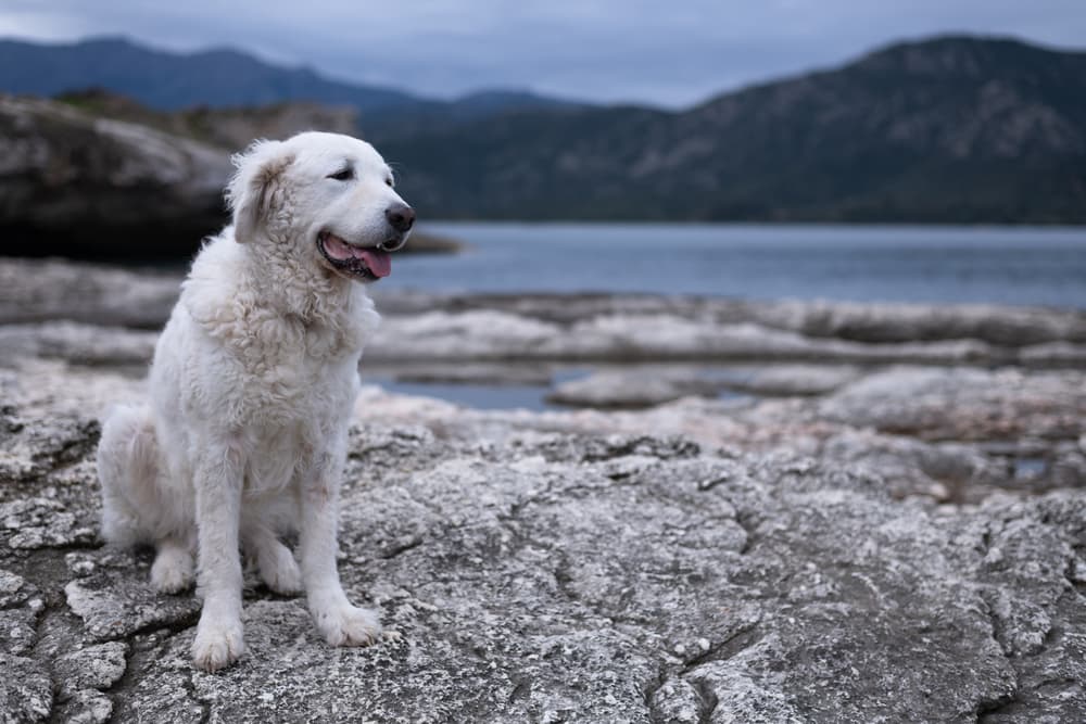 Beautiful white Kuvasz Dog sitting on the rocks by the sea, in Corsica
