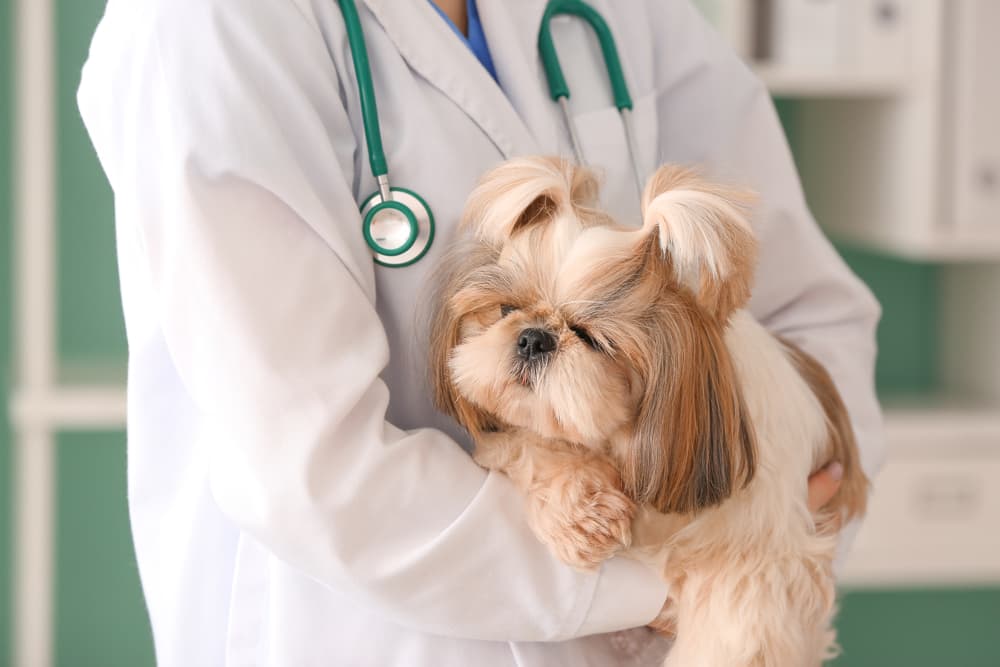 Dog being held by a vet