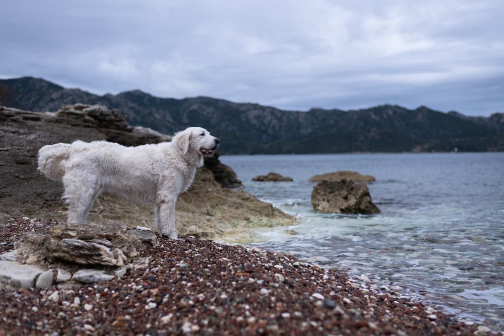 Kuvasz Dog standing by the Sea with a playful expression