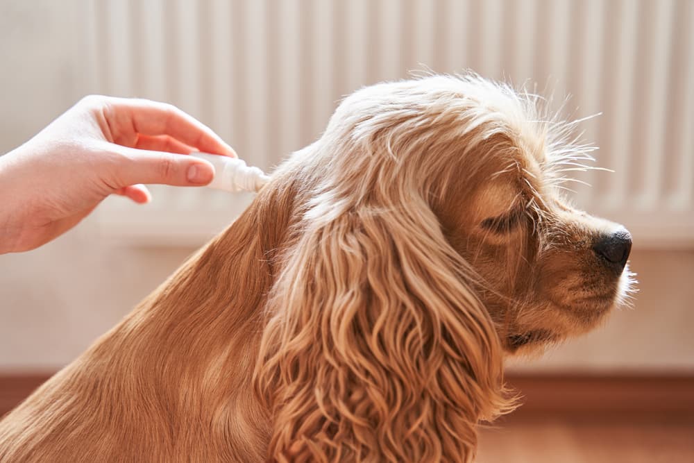 Dog getting flea treatment to neck