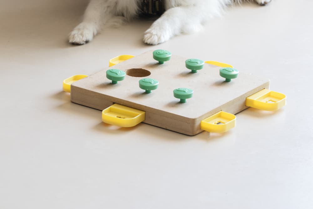 Dog playing with a puzzle toy