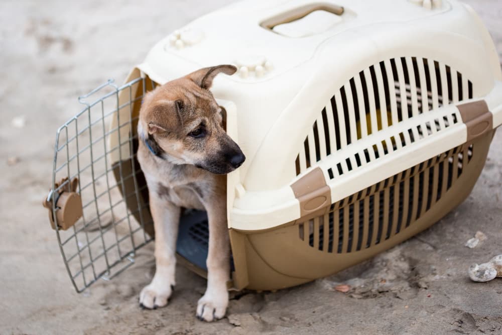 Dog in an airline crate