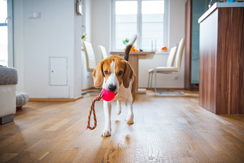 Dog running in house with toy