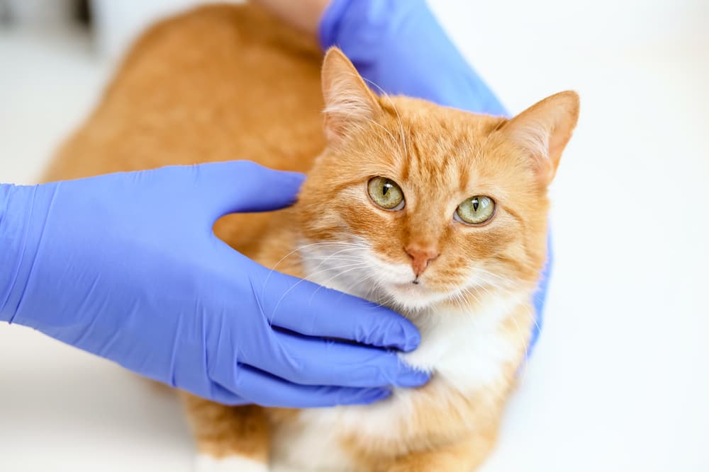 Cat being held at the vet's office