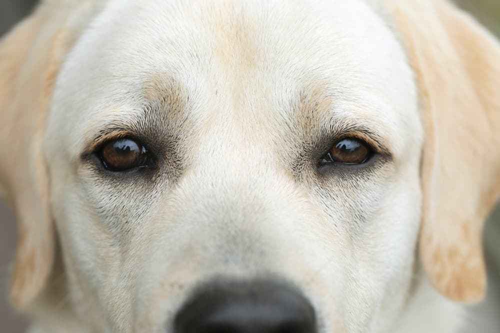 Close up of dog eyes and face