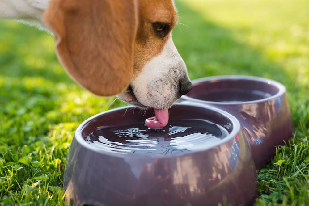 Dog licking from water bowl outside in the hot weather - wondering do dogs sweat