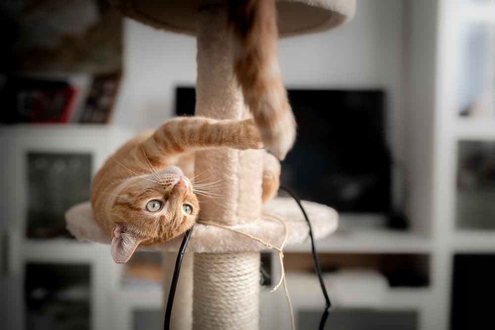 Cat playing with a toy at home on cat tree