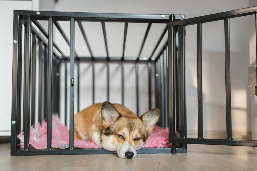 Happy dog resting in crate
