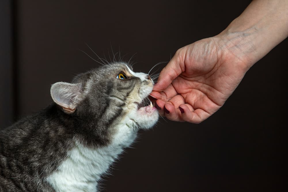 Cat taking a pill from owner
