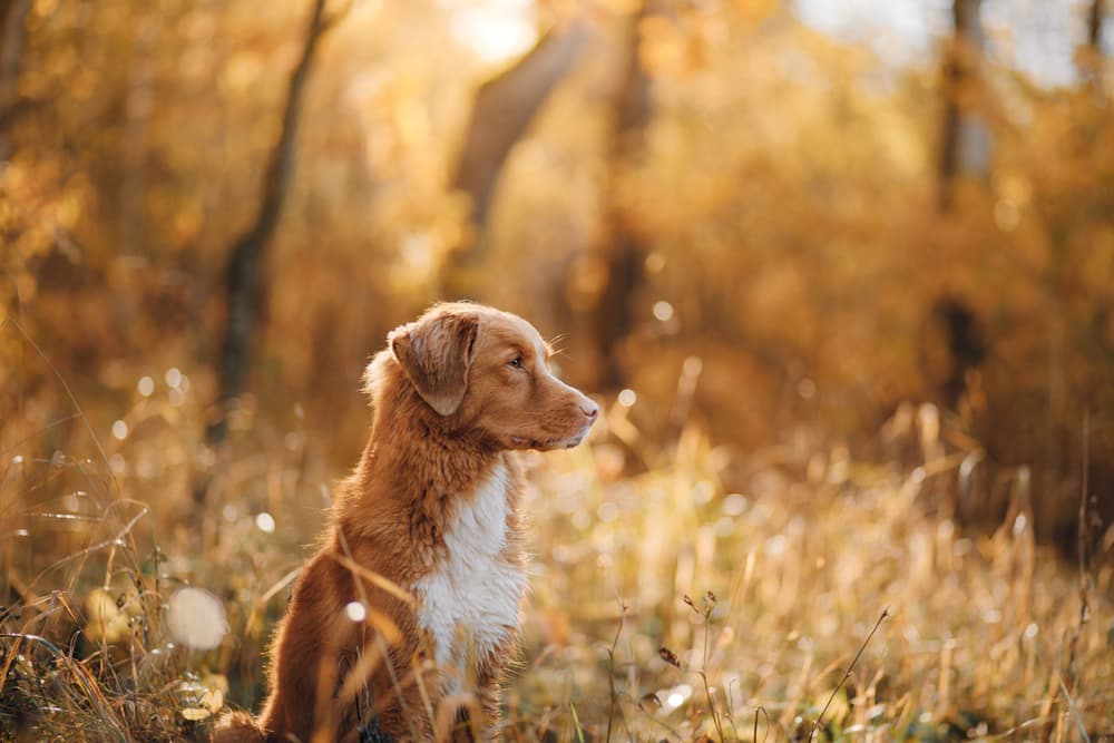 Sweet brown and white dog in the meadow