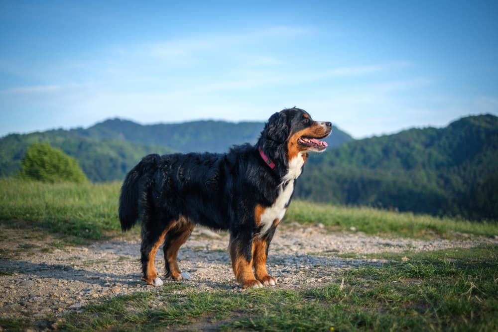 Bernese Mountain Dogs outside on a hike