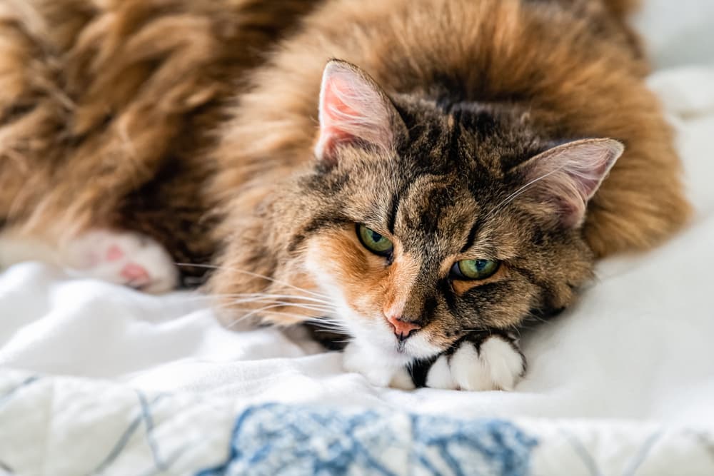 Lovely cat at home in bed looking sick