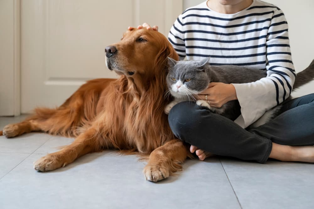 Pet Dander: Tips for Dealing with Allergies