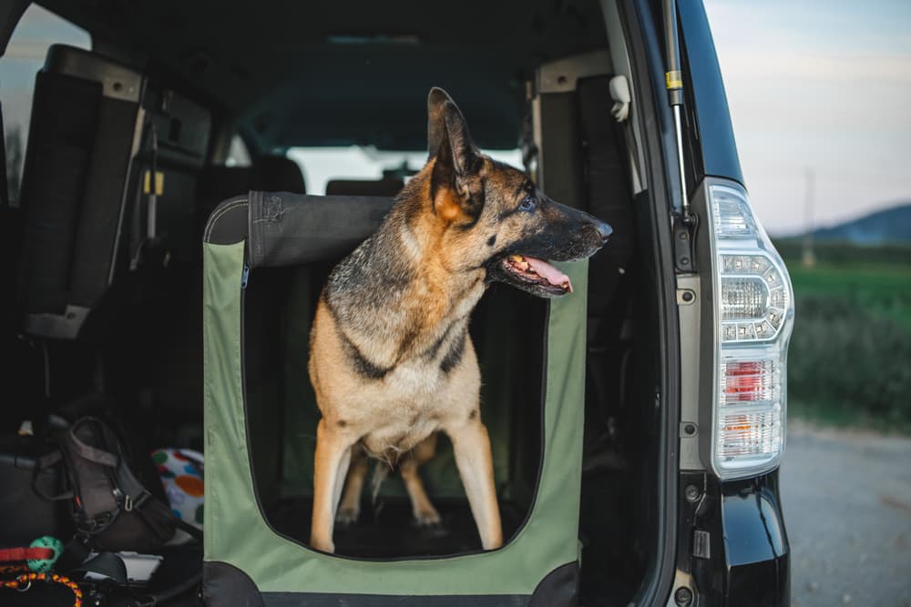 Soft shell dog crate for easy transport and happy dog in car
