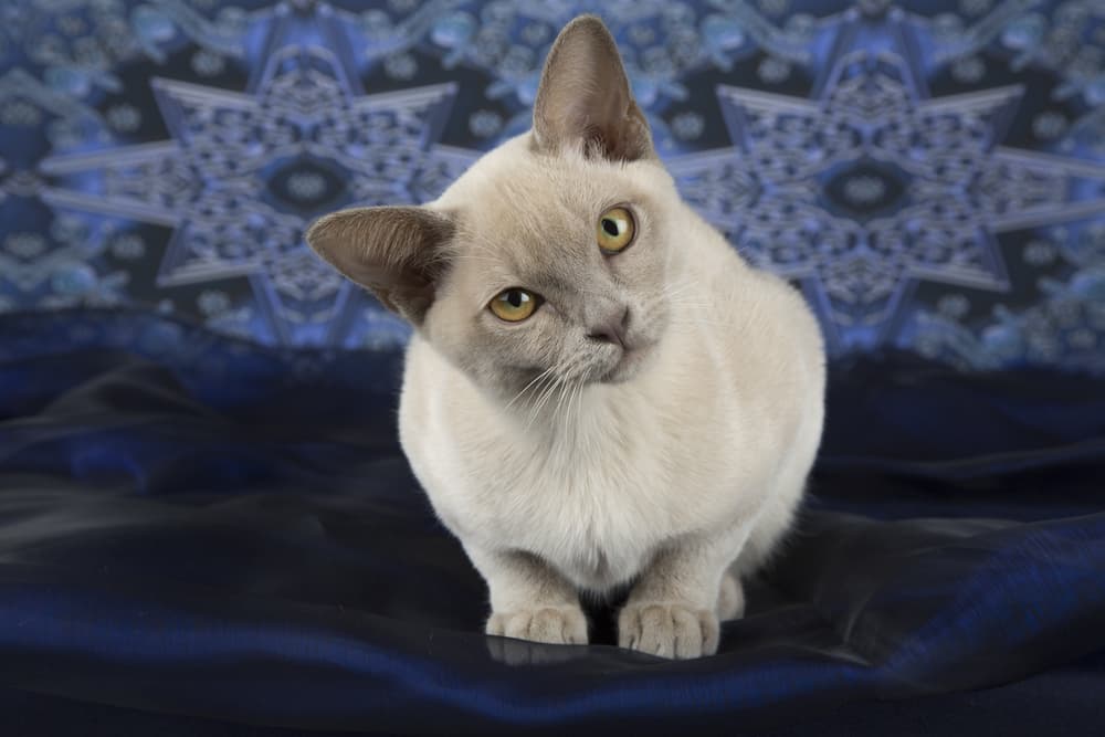 Cat tilted head looking to owner