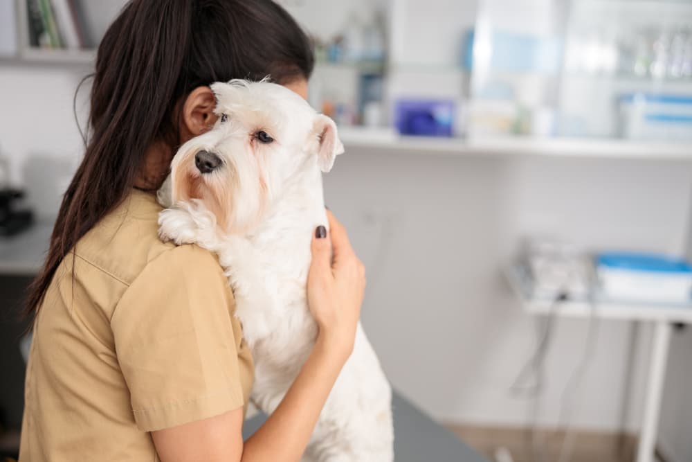 Dog at the vet feeling unwell