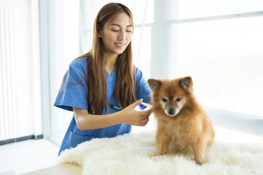 Dog receiving a vaccine from the vet