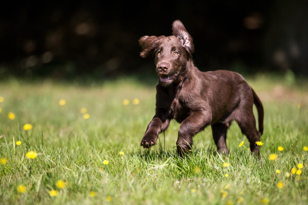 Dog running in a meadow