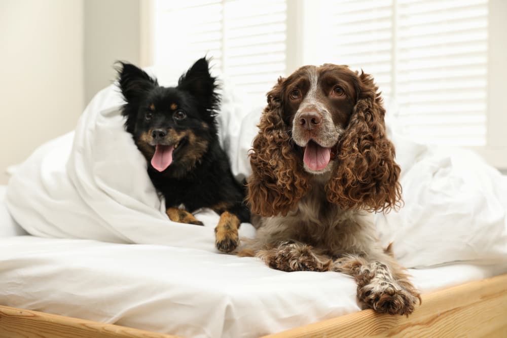 Dogs snuggled under the blanket