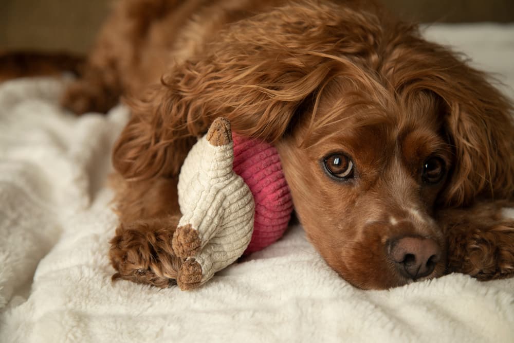 Sweet brown dog snuggling with toy on the blanket needing a new name