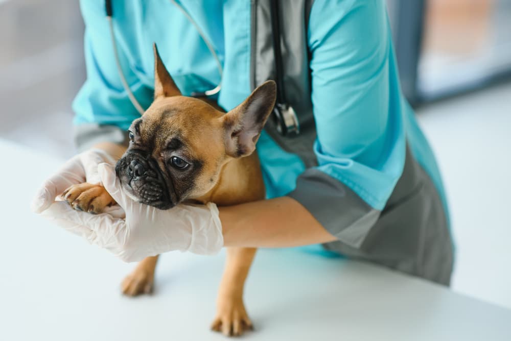 Sweet dog having ointment rubbed in at the vet