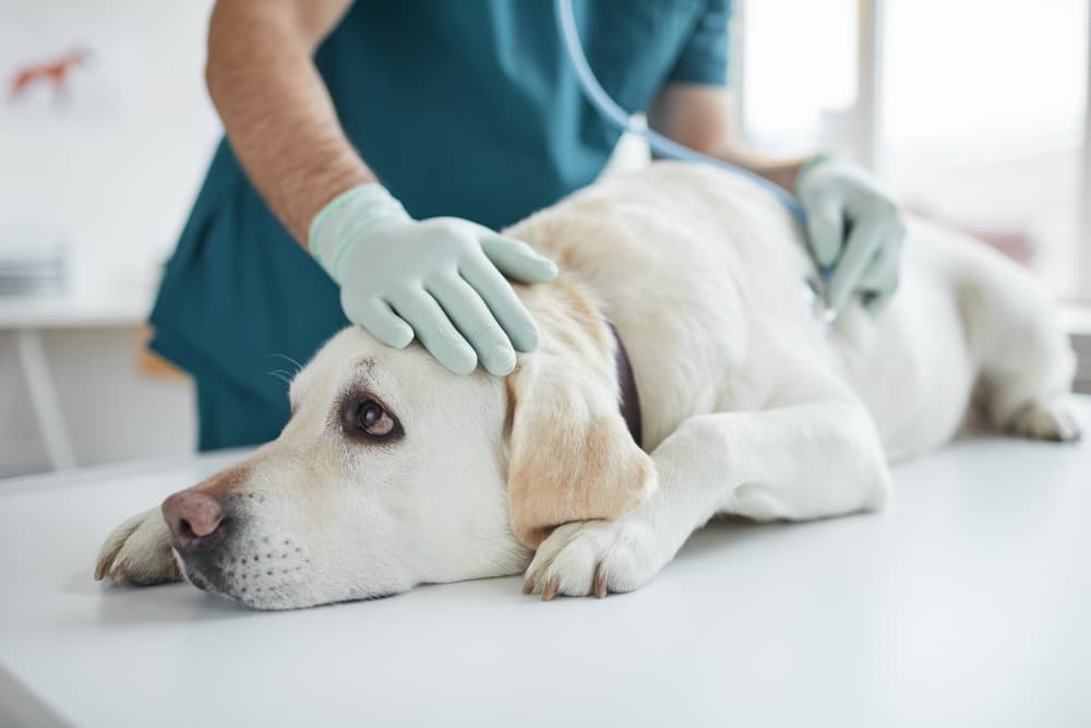 Dog laying down at the vet having an exam
