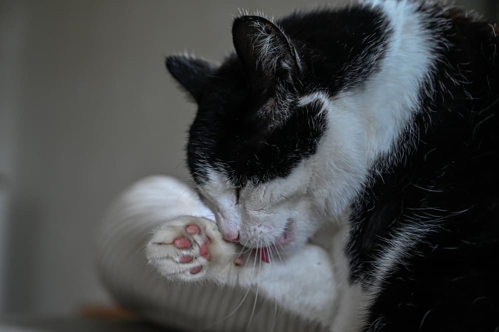 Feline Hyperesthesia Syndrome