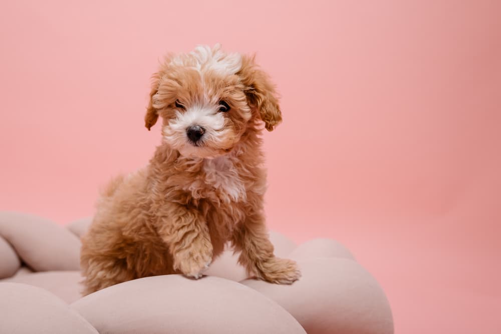 Small brown puppy on a cushion