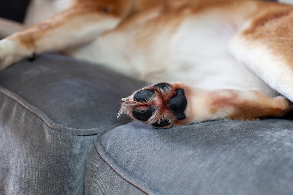 Close up of cracked dog paw, dog laying on the bed