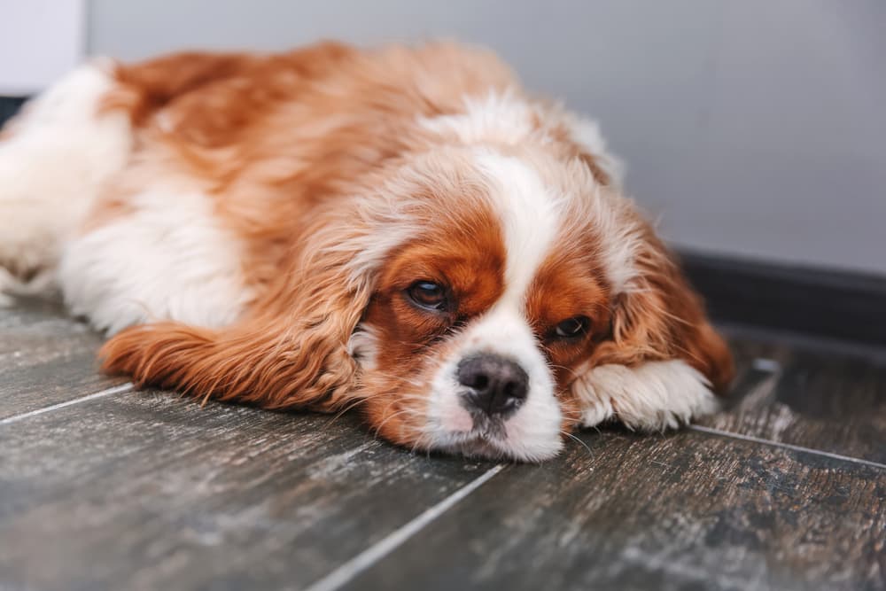 Sad dog sitting at home