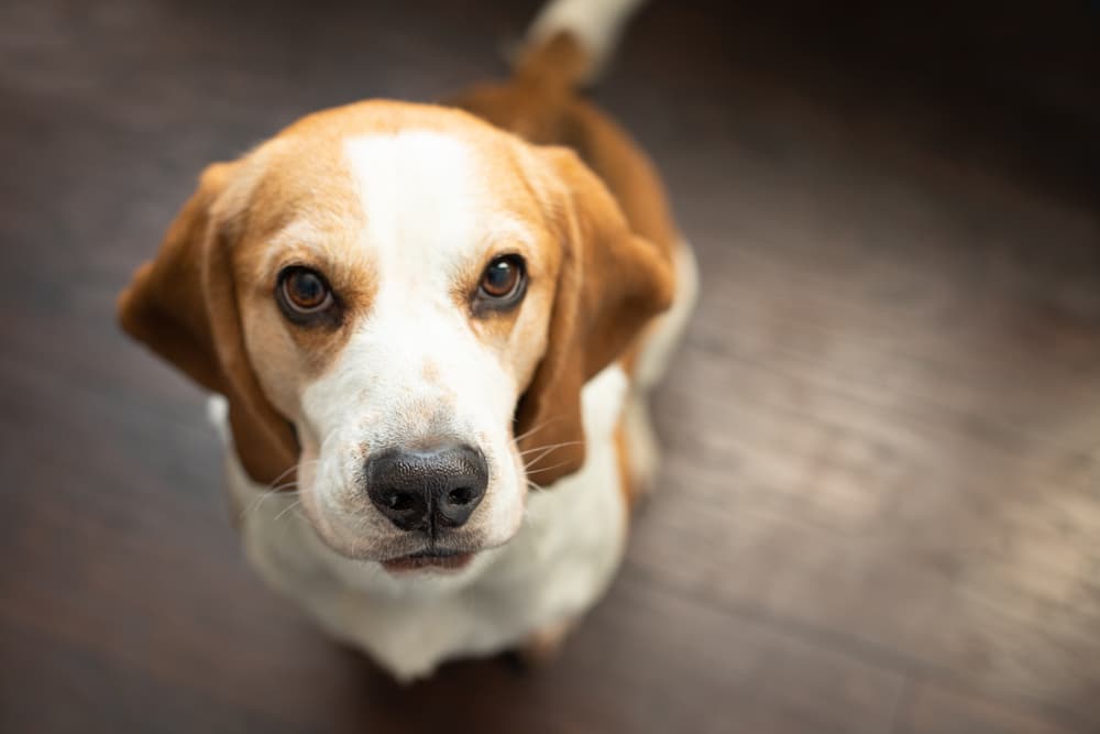 Smiley white and brown dog looking to camera