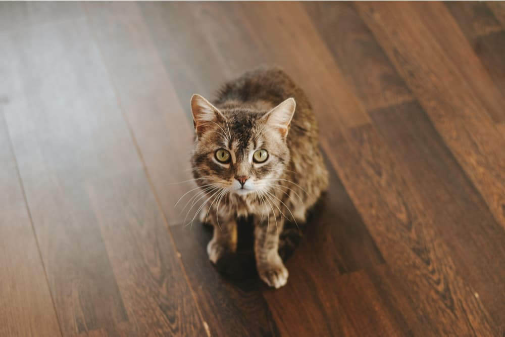 Cat looking to camera looking concerned