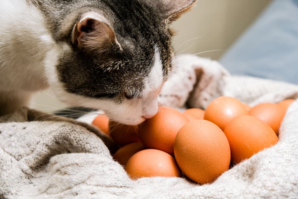 Cat sniffing a bundle of fresh eggs