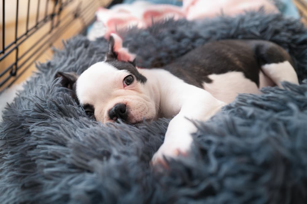 Types of Dog Crates: Finding the Best for Your Pup