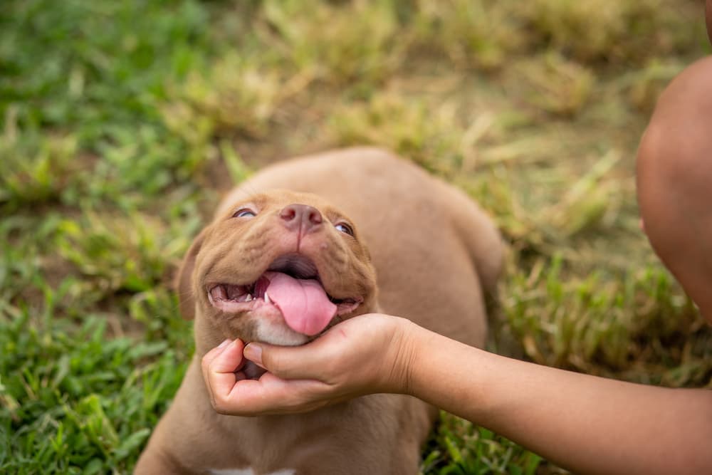 Happy smiley brown dog outside with owner